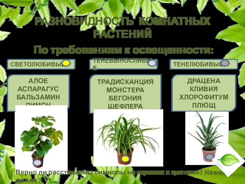 Теневыносливые растения для дома: фото и названия - smallinterior
теневыносливые растения для дома: фото и названия - smallinterior