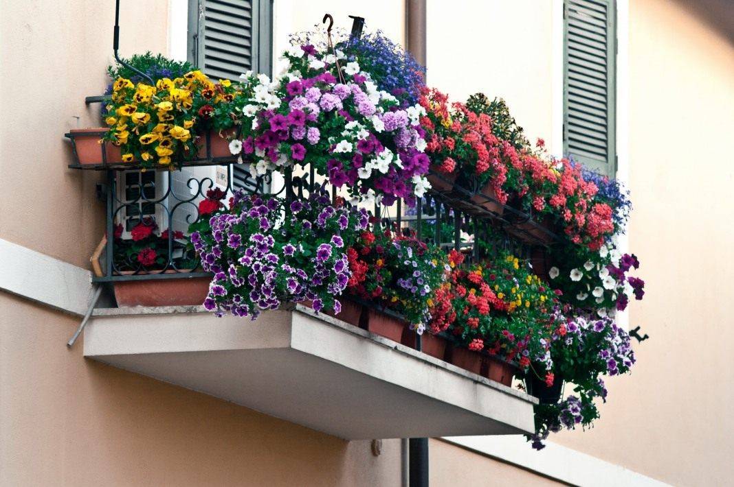 Озеленение балконов — советы по выбору растений для лоджии и способу декорирования +30 фото