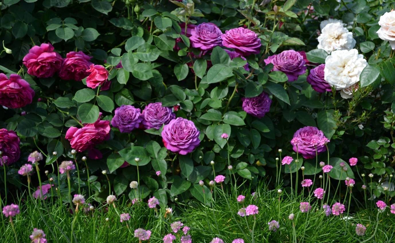 Роза хайди клум (heidi klum) — характеристики флорибунды