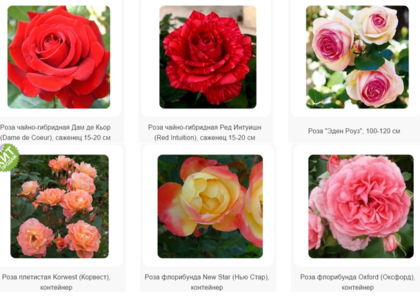 Розы флорибунда и её сорта на фото: посадка и уход в процессе выращивания