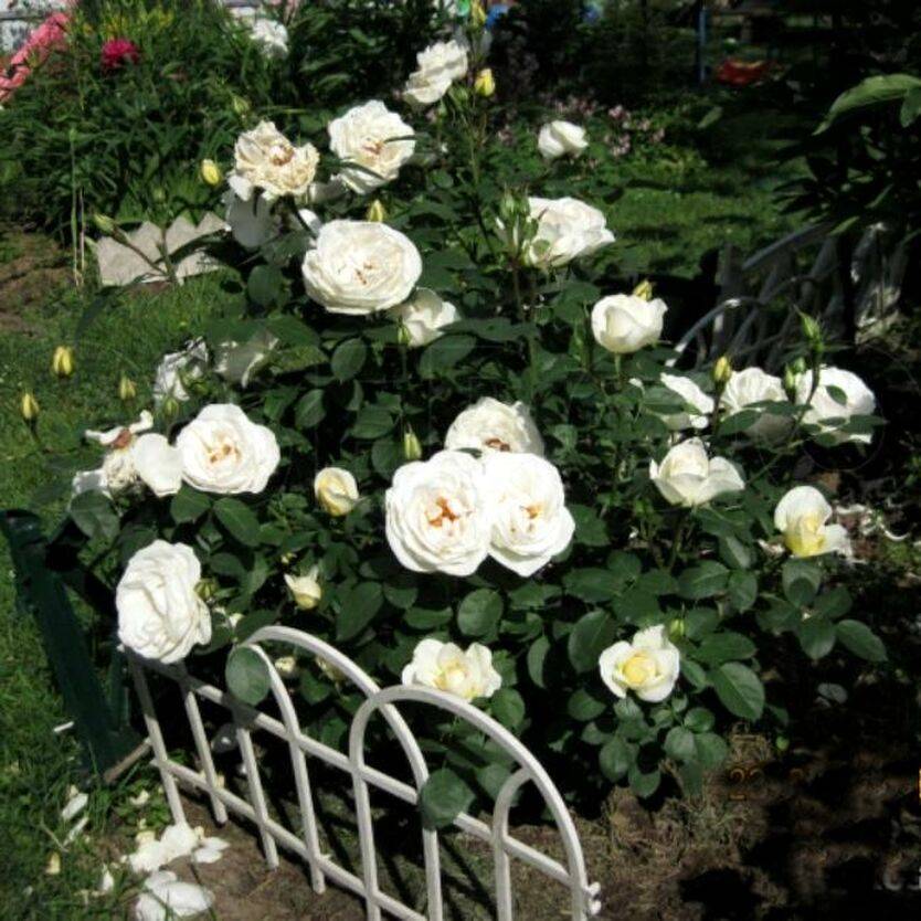 Описание плетистой розы “вестерленд” с отзывами и уходом