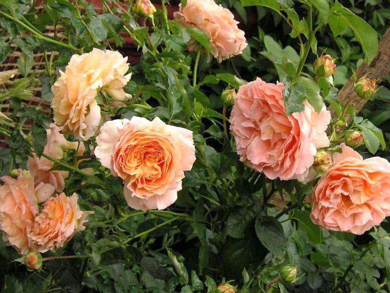 Плетистая роза полька: выращивание растения и его применение в декоре сада