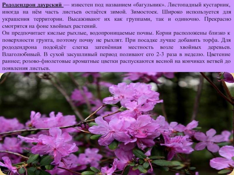 Рододендрон: фото и описание цветка, сорта
