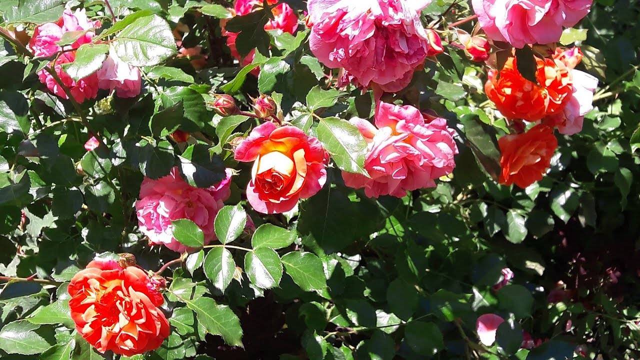 30 лучших сорта роз флорибунда