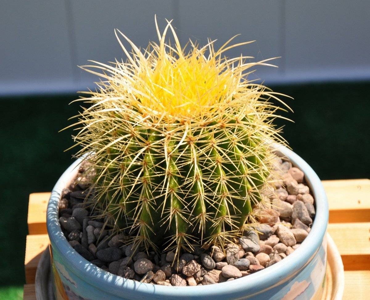 Эхинокактус грузона (echinocactus grusonii): все о выращивании