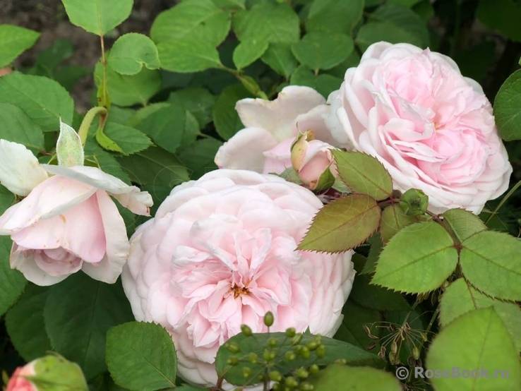 Olivia rose austin - английская роза • розы и сад