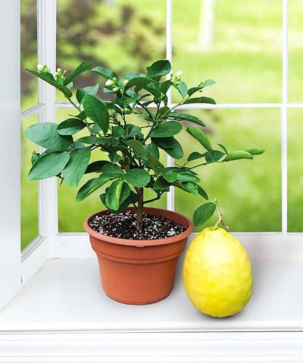 Лимонное дерево — особенности, домашнее выращивание, уход и основные проблемы (91 фото + видео)