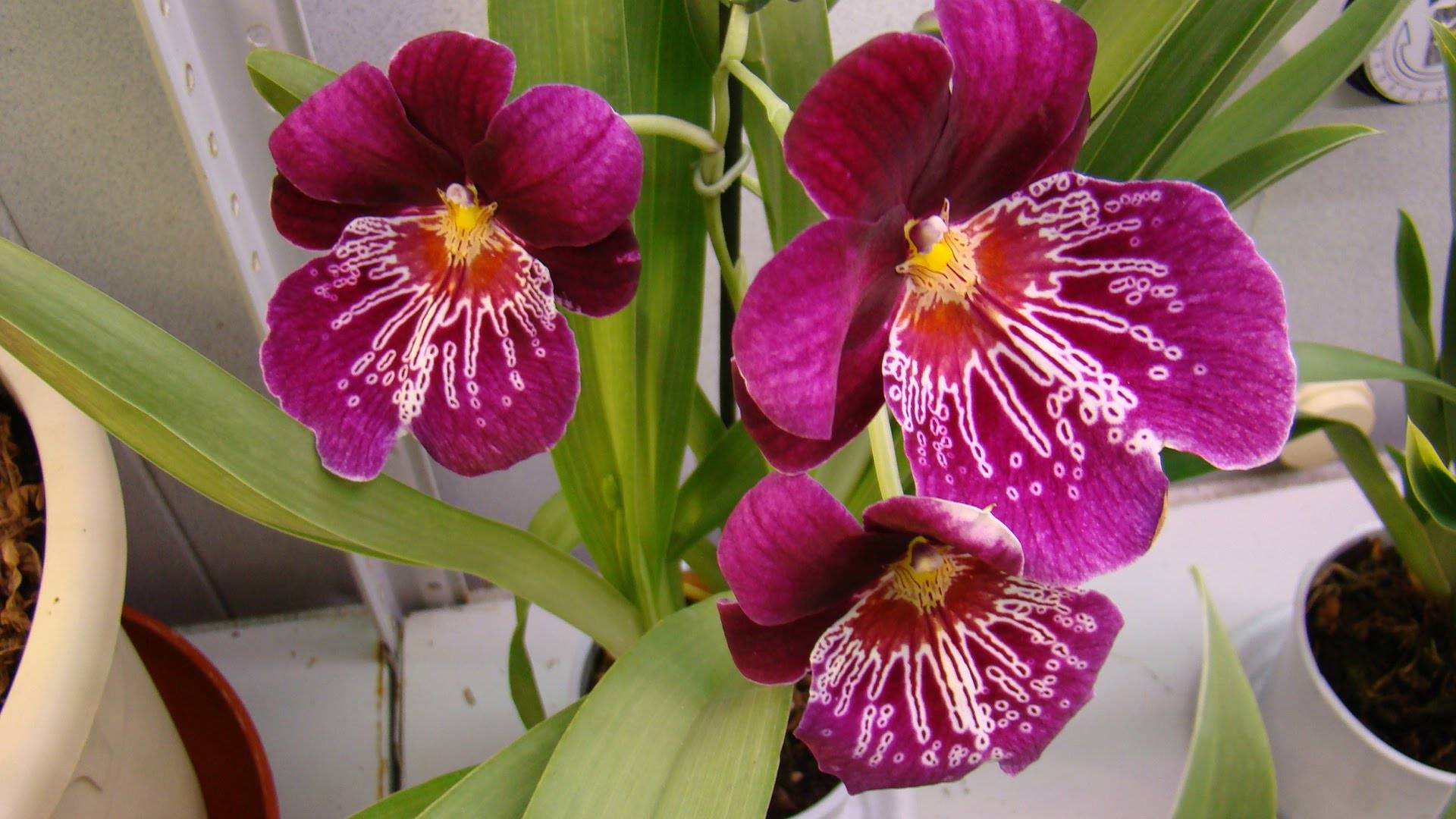 Орхидея мильтония - 125 фото цветка, уход и выращивание в домашних условиях