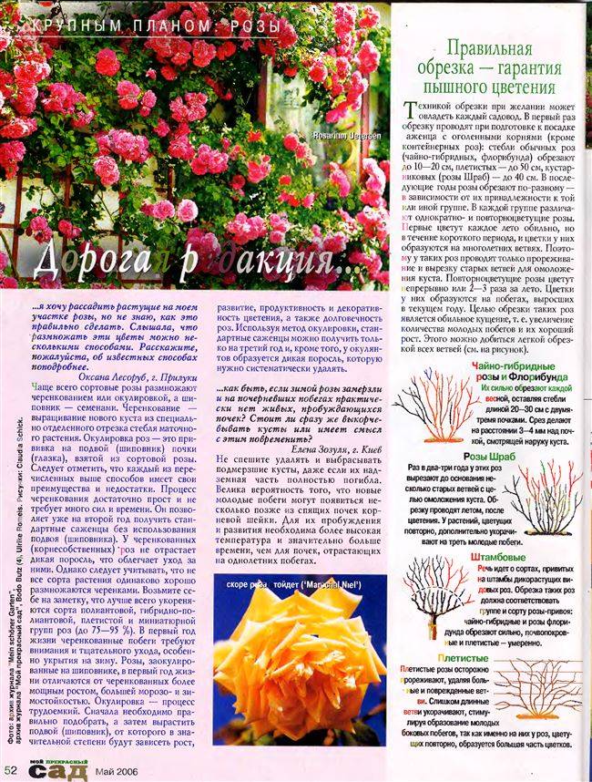 Плетистая роза сантана, фото и описание