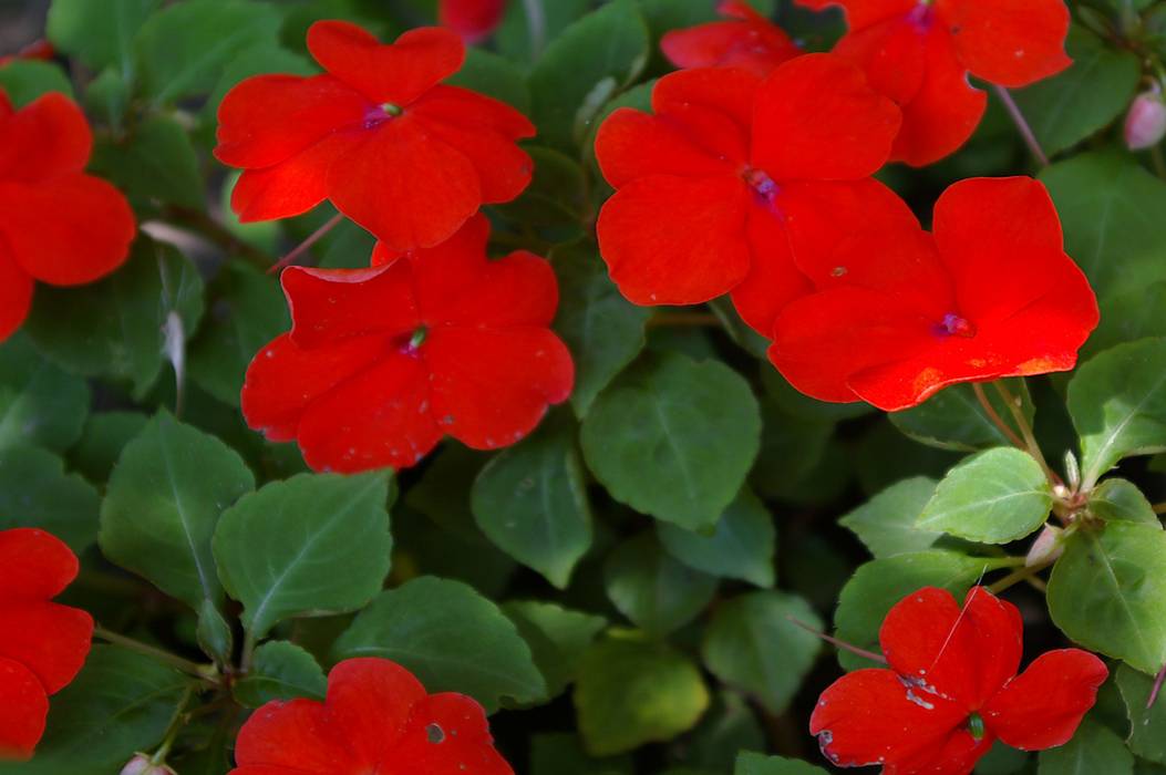 Комнатный цветок с красными цветами похож на каллу