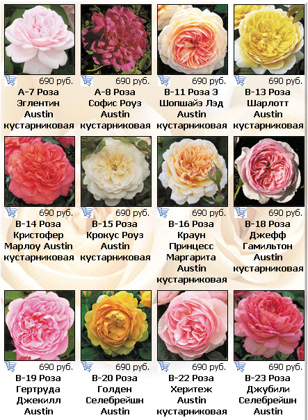 Роза грандифлора: вся информация о видах и цветке