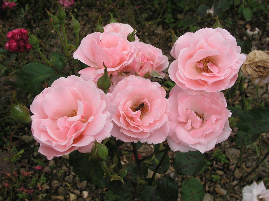 Роза куин элизабет ?: характеристики, описание сорта, фото | qlumba.com