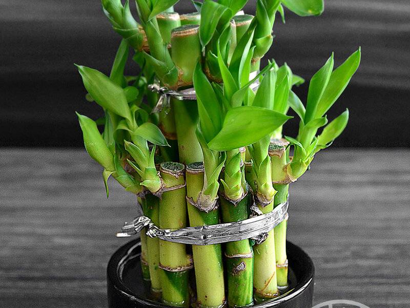 Бамбук — комнатное растение: магические свойства и значение по фен-шуй, приметы и легенды