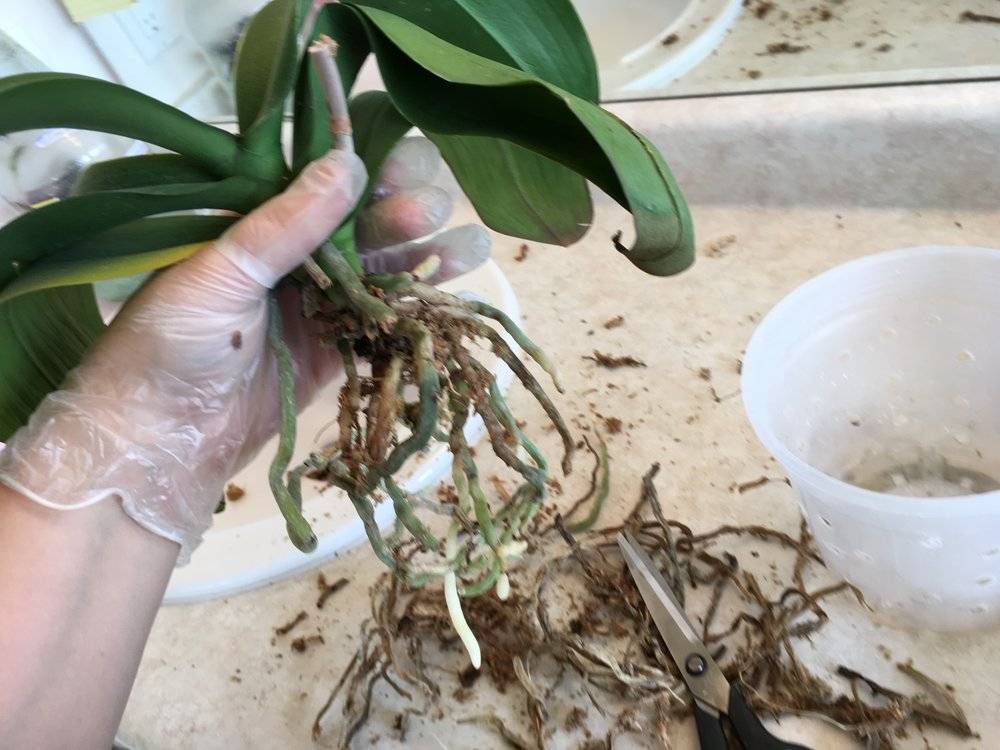 Как реанимировать орхидею, если сгнили корни: способы - sadovnikam.ru