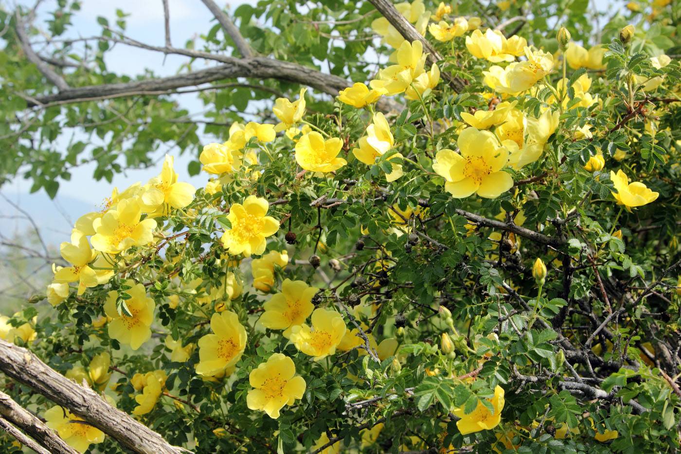 Описание дикой розы: как выглядит куст, белый или желтый шиповник
