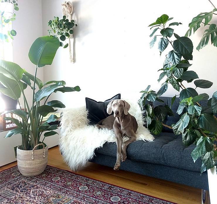 Стильные комнатные растения, которые безопасны для кошек и собак