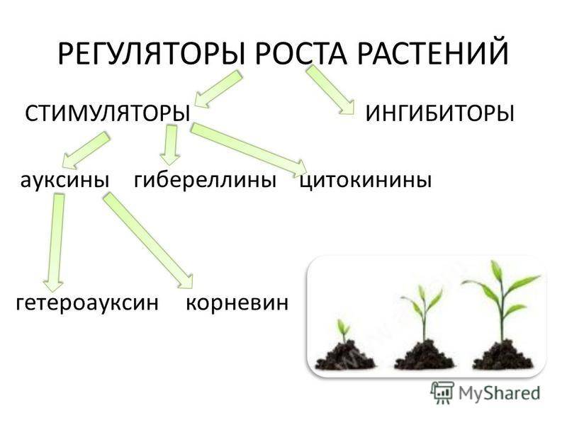 Лучшие стимуляторы роста растений: применение и характеристики