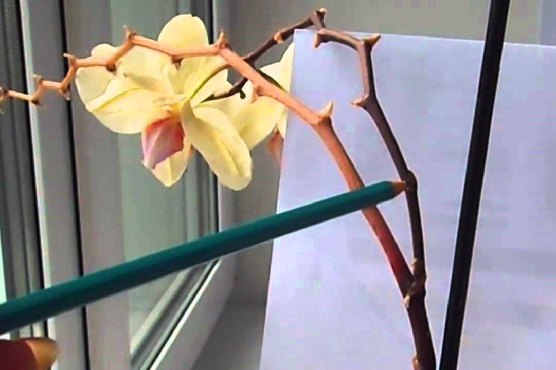 Как растет цветонос у фаленопсиса: как выглядит на фото, как отличить от корня, долго ли формируется, сколько стрелок орхидея выпускает, что делать, если сломался? selo.guru — интернет портал о сельск