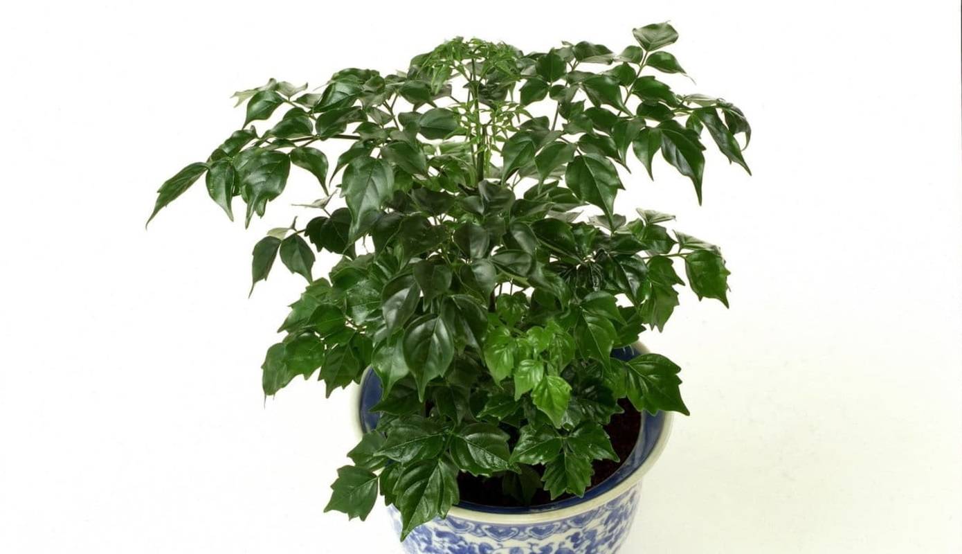 Радермахера: уход в домашних условиях за растением с глянцевой листвой