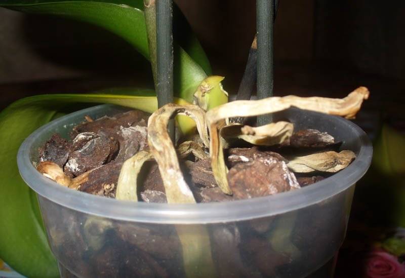 Узнайте, почему у орхидеи фаленопсис вянут листья и что делать?