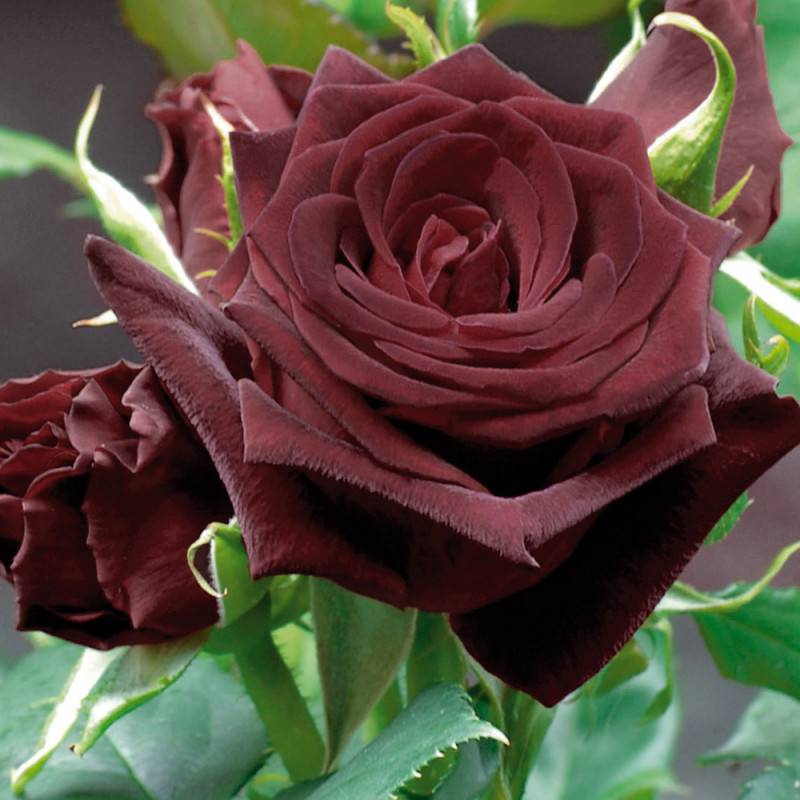 Роза блэк баккара (black baccara) — описание сорта