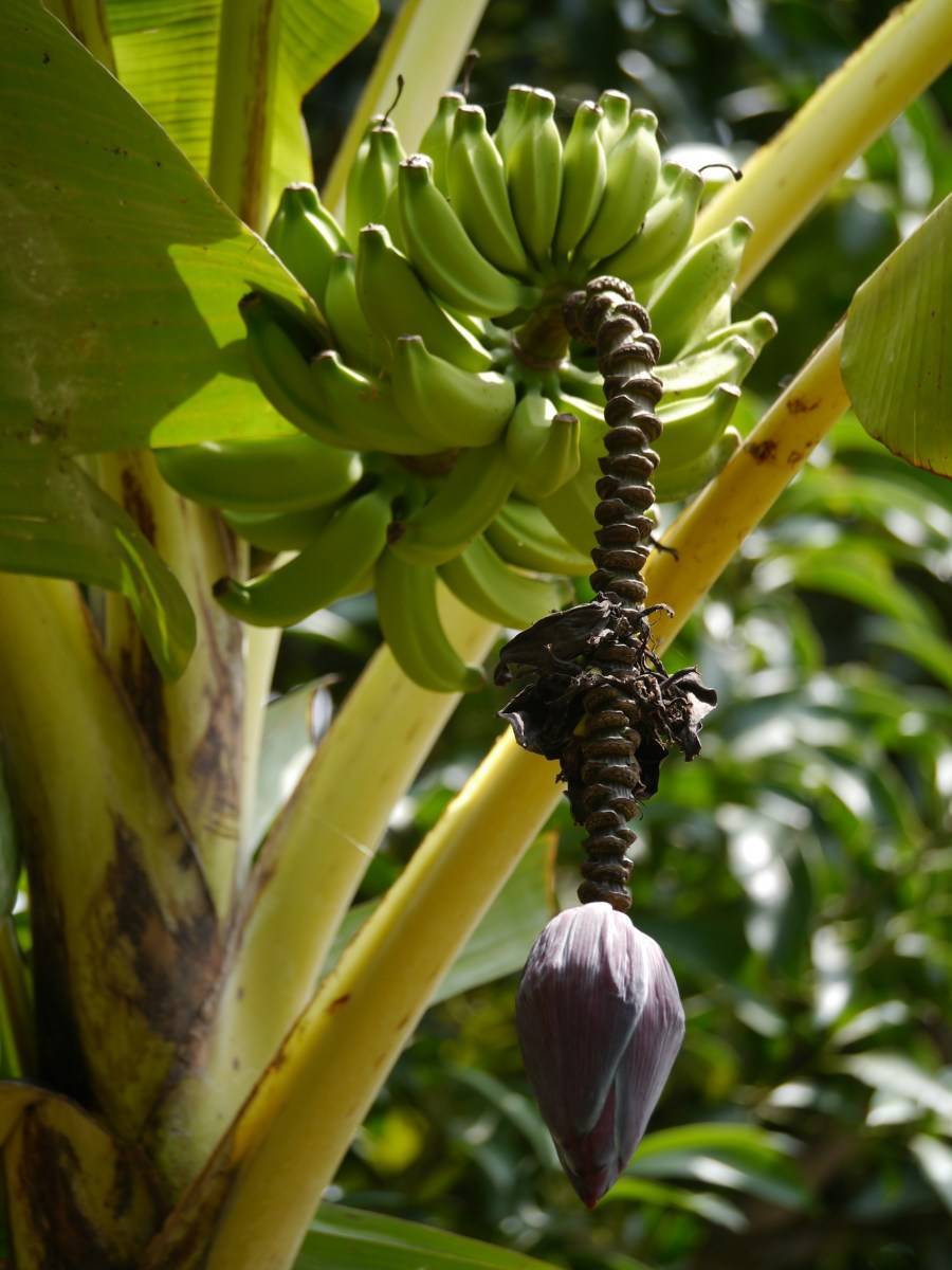 В каких странах, где и как растет банан? как выглядит банановое дерево?