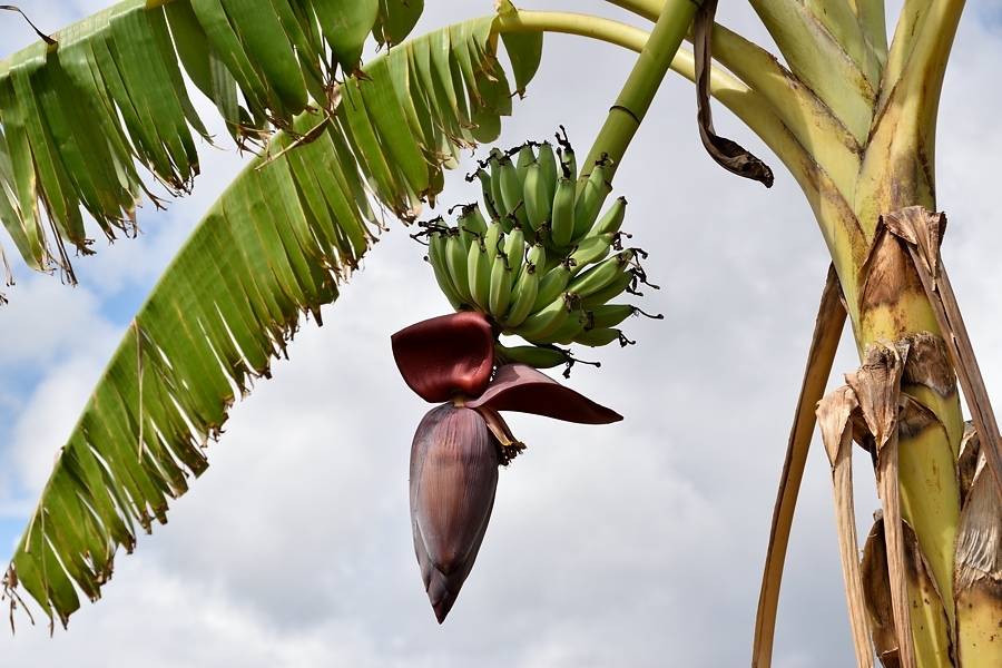 Банановая пальма, на каких деревьях растут бананы