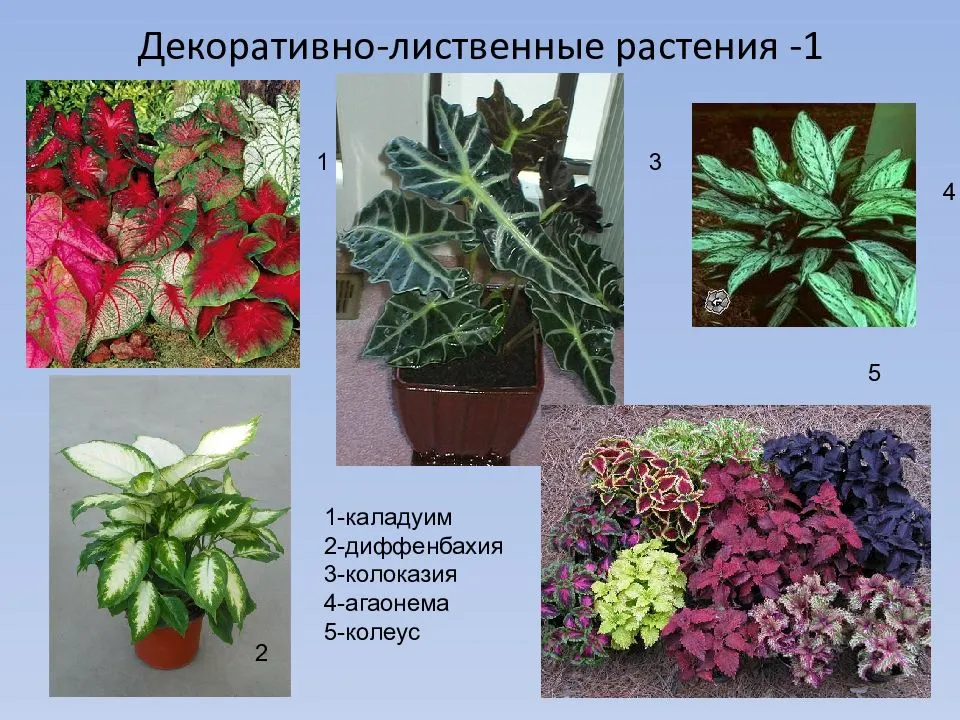 Декоративно-лиственные комнатные растения: фото и названия