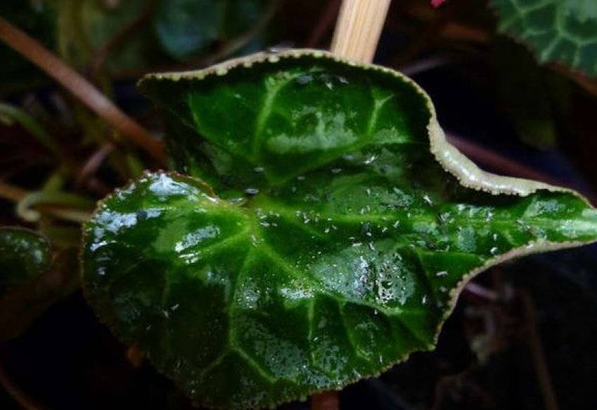 Фиалки: как диагностировать и лечить болезни растения