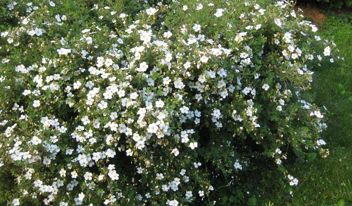 Лапчатка кустарниковая – выращивание и уход в саду, сорта с фото и описанием