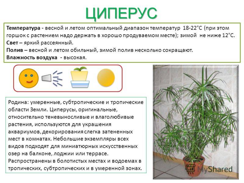 Циперус