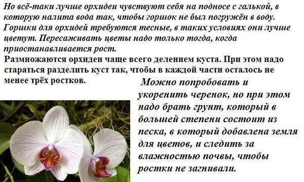 Орхидея дендробиум - уход и размножение в домашних условиях