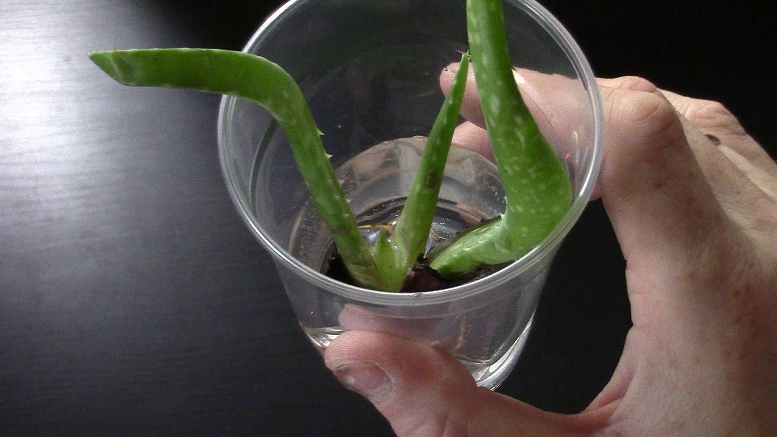 Как размножать алоэ в домашних условиях: как укоренить лист, верхушку и какие способы размножения существуют