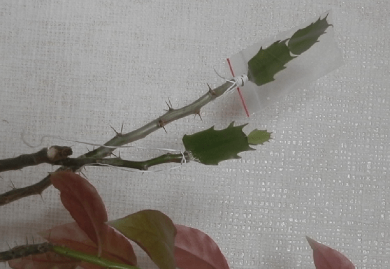 Как размножить декабрист в домашних условиях: фото и инструкция, как развести цветок шлюмбергеры из семян, черенков, а также как взять и привить отросток кактусадача эксперт