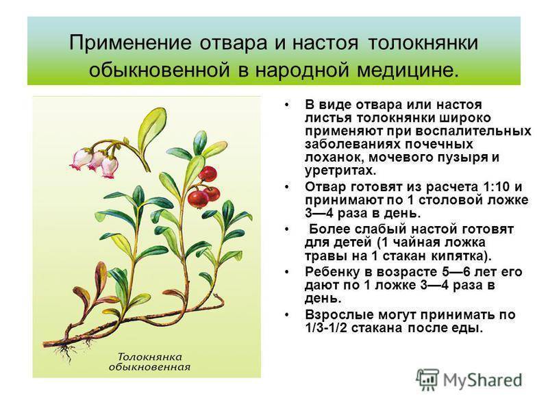 Толокнянка: лечебные свойства, противопоказания, применение листьев и травы