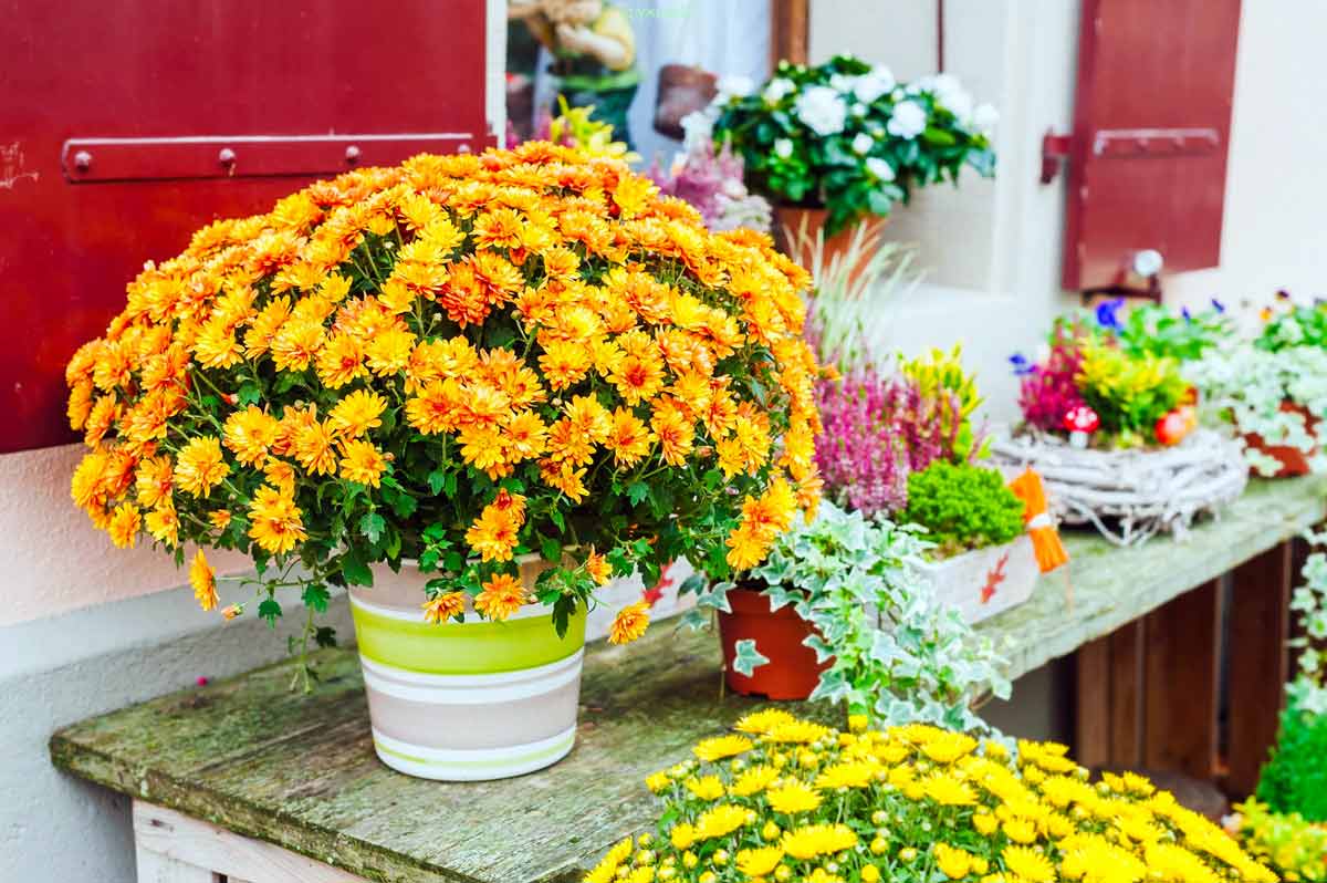 Хризантема в горшке: как ухаживать за хризантемами в домашних условиях | цветок в доме