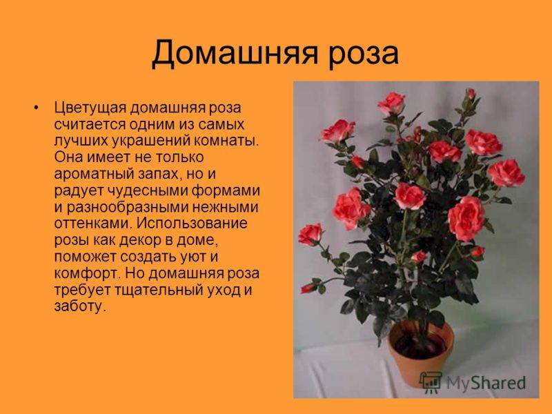 Красивые розы в вазе: как выбрать сорт и емкость и правильно ухаживать за цветами?