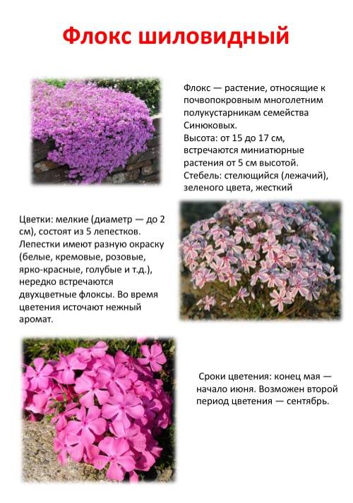 Флоксы многолетние: посадка, виды, особенности размножения и ухода - sadovnikam.ru