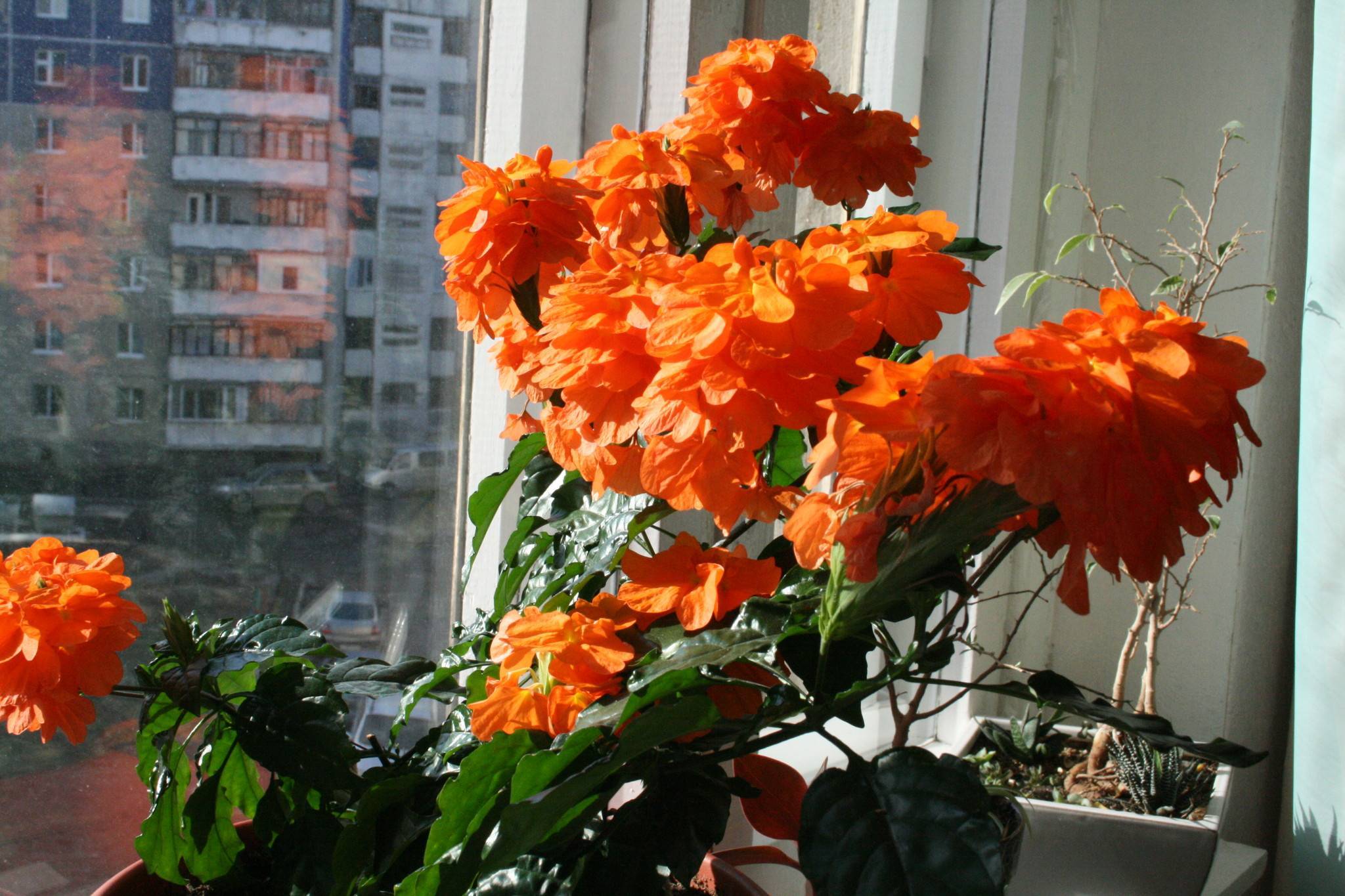 Домашний цветок кроссандра: уход за лиственным полукустарником, полив, пересадка и размножение культуры с оригинальными воронковидными цветами