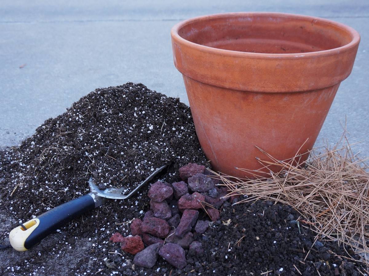 Бедренец-камнеломка — выращивание и уход дома