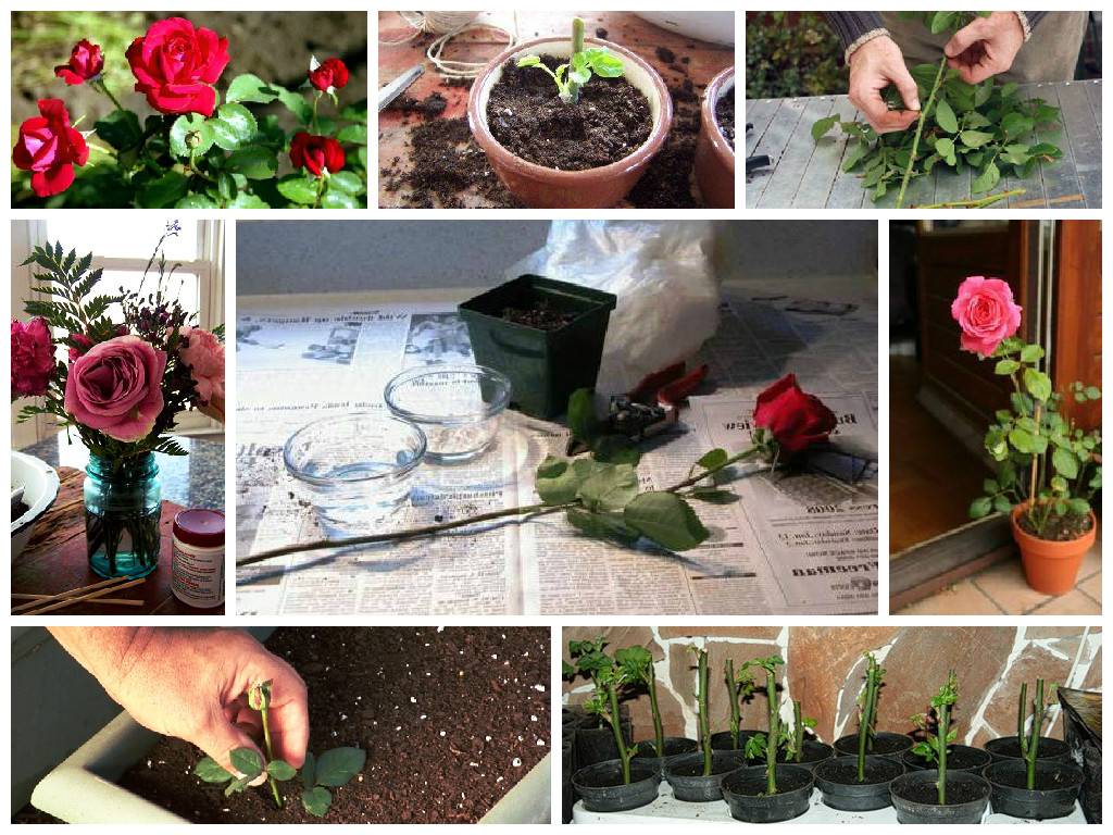 Описание способов размножение роз черенками или как укоренить розу из букета в домашних условиях: фото и видео.