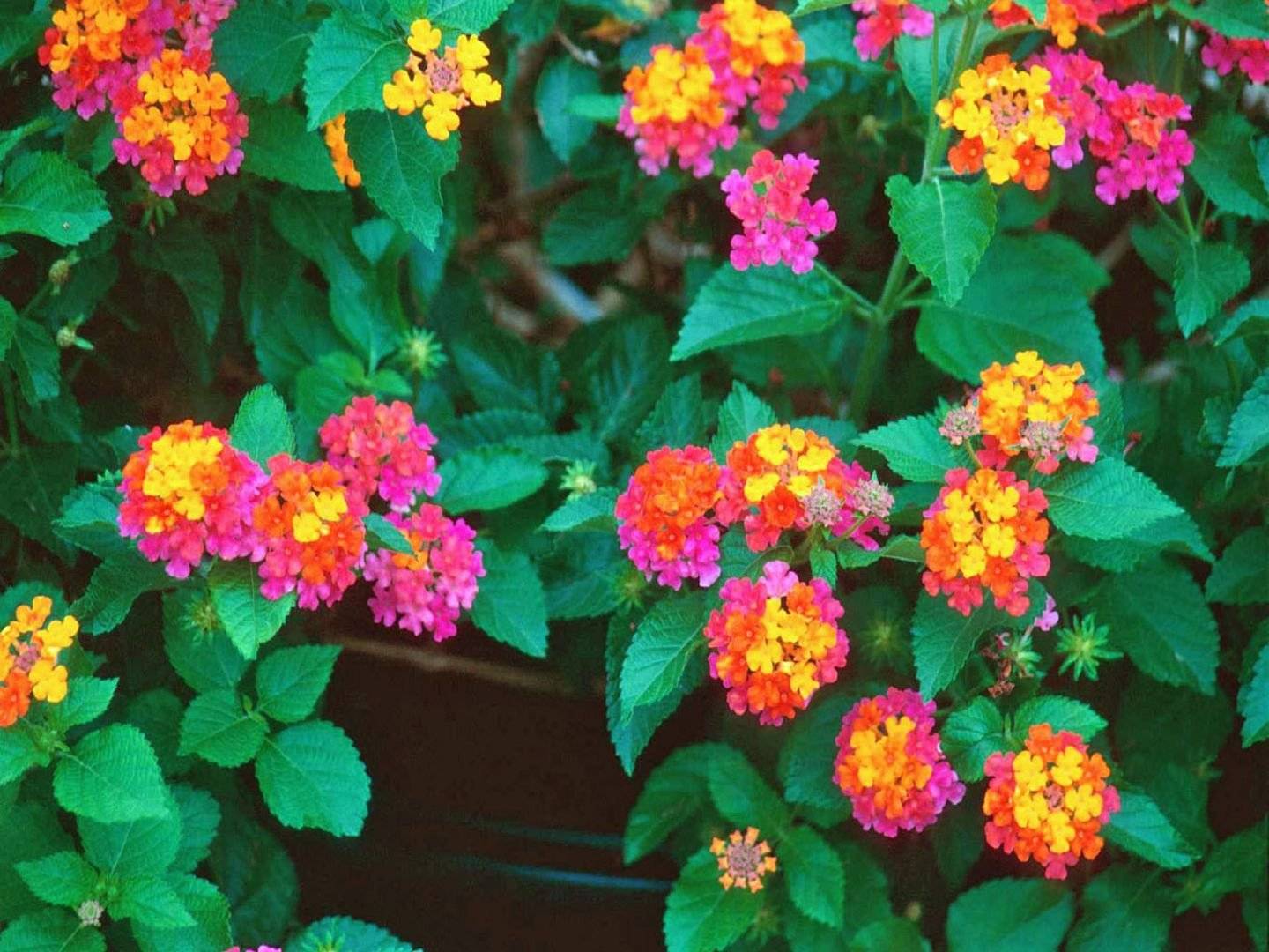 Оригинальный комнатный кустарник с яркими соцветиями лантана: уход в домашних условиях, нюансы пересадки, полива и размножения тропического цветка