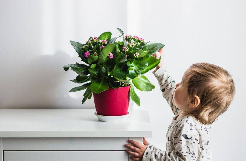 Растения для детской комнаты: топ-10 цветов с их фото, которые можно поставить в детскую