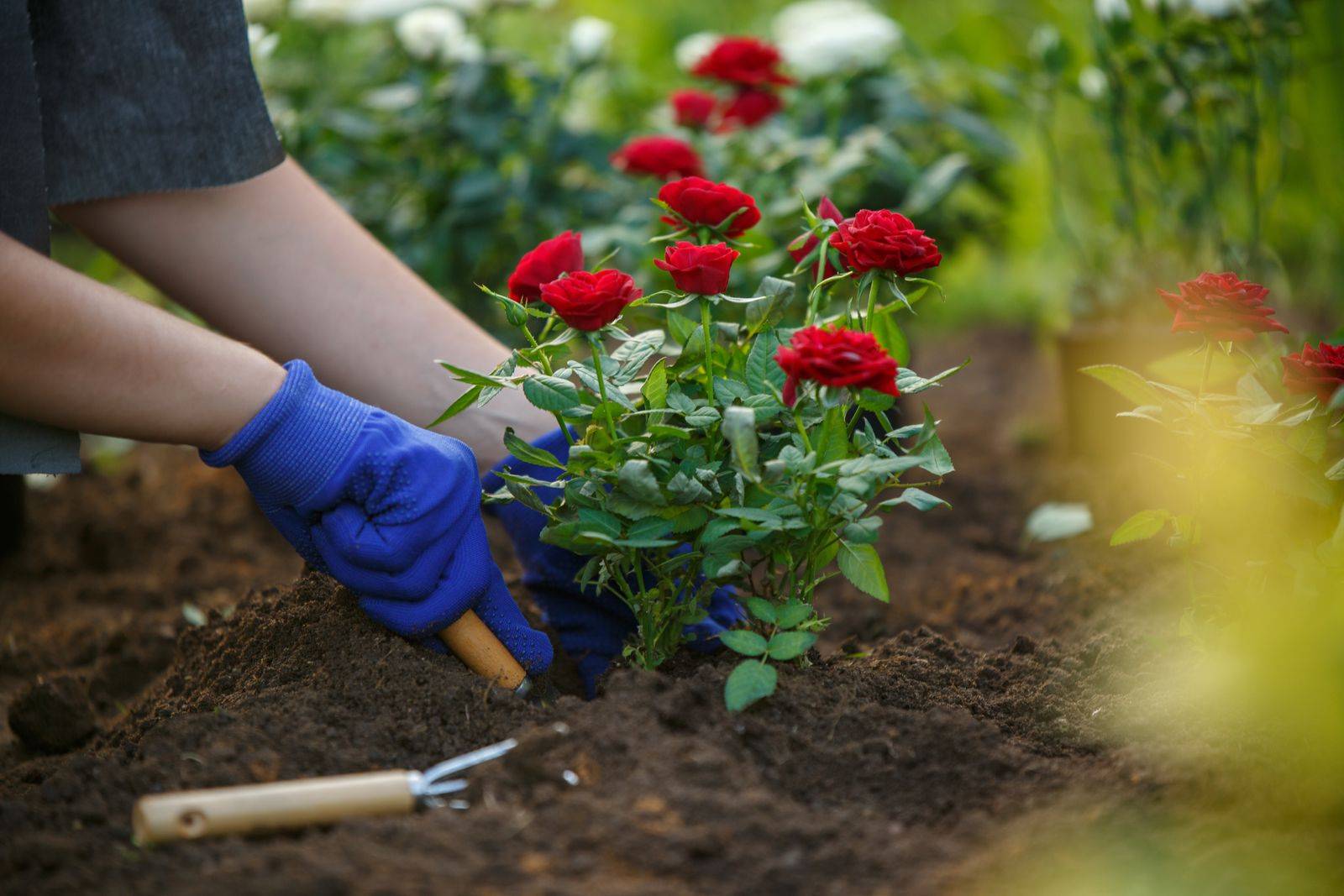 Какую почву любят розы — кислую или щелочную