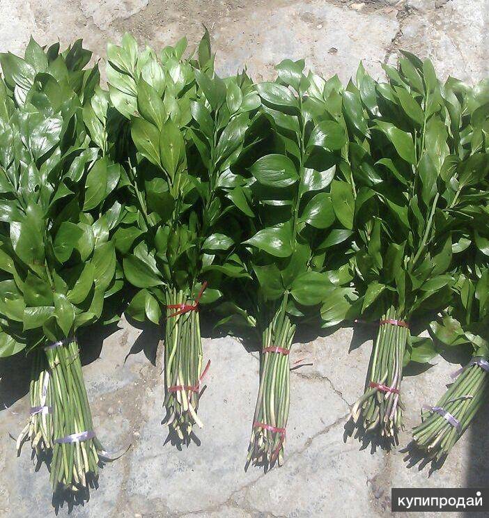 Растение рускус: разновидности, правила ухода и выращивания, лечебные свойства экстракта иглицы колючей,