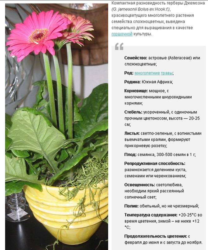 Гербера садовая: посадка и уход, размножение, сорта :: syl.ru