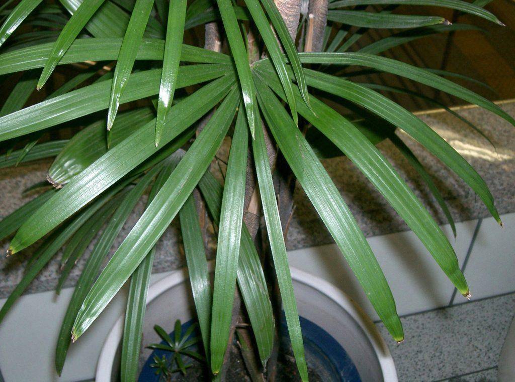 Рапис - фото пальмы, уход в домашних условиях, описание комнатного растения, размножение