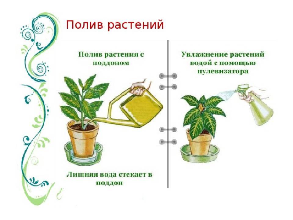 10 главных правил полива комнатных растений. фото — ботаничка
