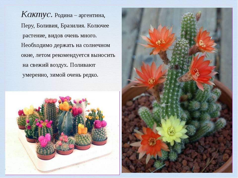 Цветущие комнатные кактусы с фото и названиями