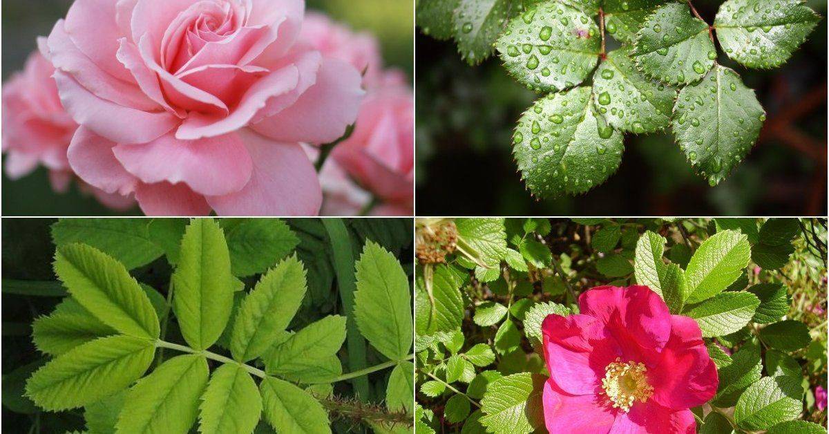 Как отличить розу от шиповника: по листьям, побегам, сравнение, фото
